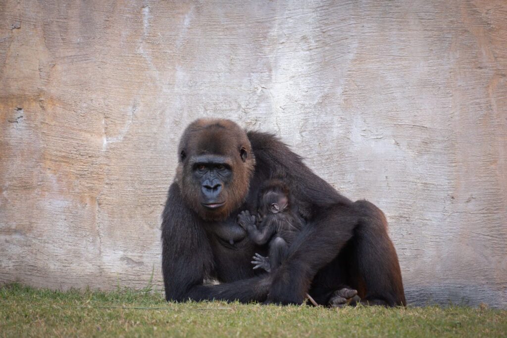 Nace una cría de gorila en peligro crítico ante la mirada de los visitantes en un zoo de Andalucía image V3RFOAFLA5AXBF34ZPYOJEKYC4 1