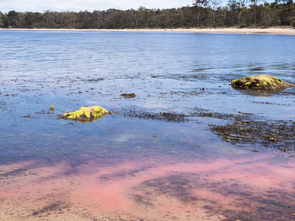 Una misteriosa baba rosada invade playas de Tasmania y enciende alertas por su impacto ambiental image VMMNSOL4HNGGVJFJCDXVEY5YFI