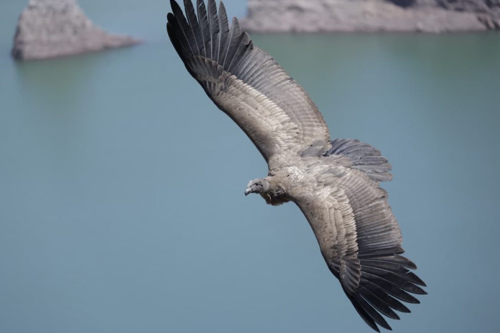 WUFCEZWI2VHM7EO3NNPZPL2DOU