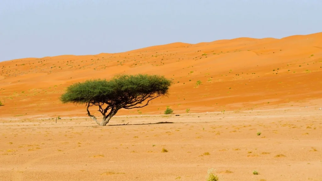 image arbol en un desierto 1