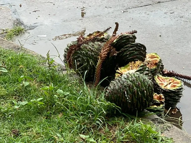 image barrio roma pinas