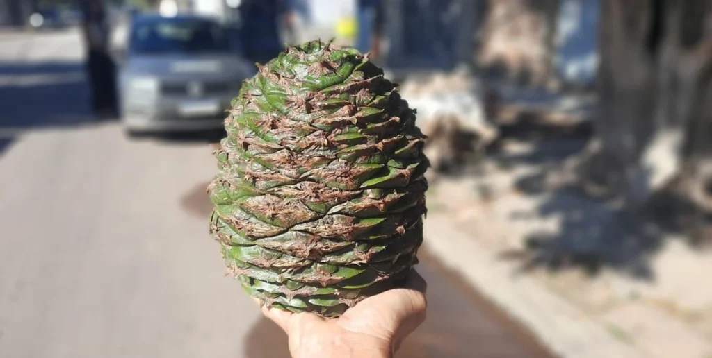 image cD6TR0EWg 1300x655 1