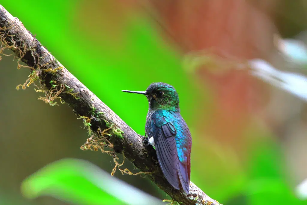 colibri-mas-amenazado-3.jpg colibri-mas-amenazado-3.jpg