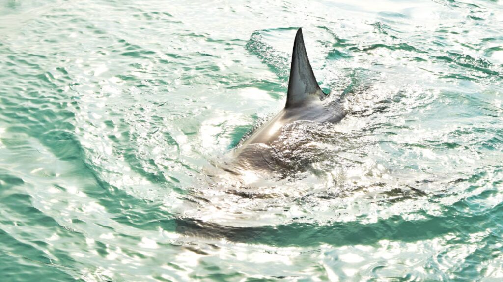 Un niño de 12 años lucha por su vida tras ser atacado por un tiburón en Australia image el tiburon le mordio las piernas al nene y le provoco lesiones graves foto ilustrativafreepik RVX5GCDJ55DRRPBX6IG7GQOQNA