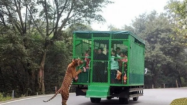 image el zoologico es un exito porque los animales se enfrentan cara cara los visitantes 1