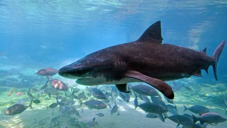 Cuatro ataques en 48 horas: por qué las playas del este de Australia vivieron la “tormenta perfecta” para los tiburones image ff61bc20 f93a 11f0 814e 71ff186d4f46.jpg