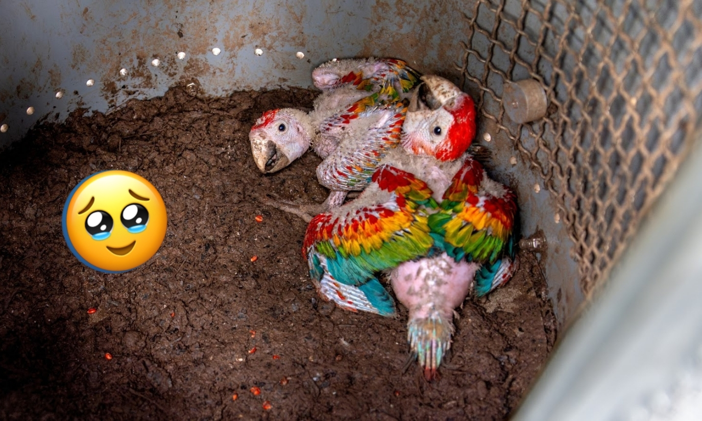 guacamayos tambopata nido guacamayos tambopata nido