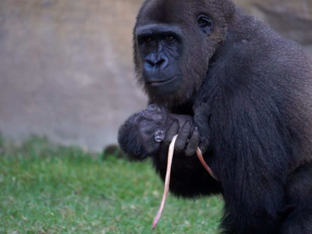 Nace una cría de gorila en peligro crítico ante la mirada de los visitantes en un zoo de Andalucía image nacimiento cria de gorila en bioparc fuengirola nov 2025 1 2 16 1200x900