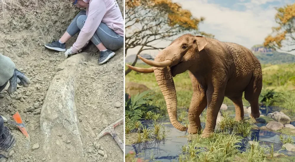 Hallazgo histórico en la costa bonaerense: rescatan el colmillo de un elefante prehistórico de más de 100 mil años image o 1769121506