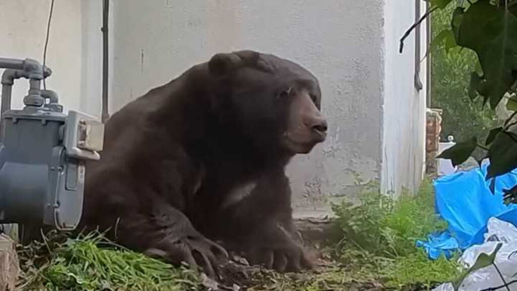 Un oso de 225 kilos vivió 37 días debajo de una casa y convirtió la vida de su dueño en una pesadilla image s5ri20k6 1280