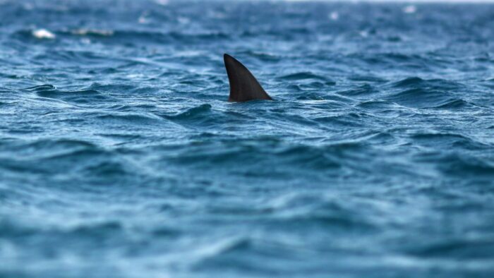 Prohíben el comercio mundial de mantarraya, tiburón ballena y tiburón oceánico image tiburon 700x394 1
