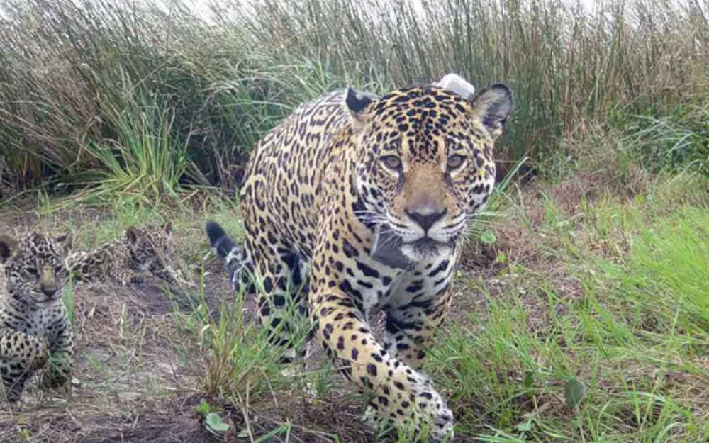 El regreso del yaguareté: cuántos ejemplares quedan hoy en Argentina y por qué su recuperación es clave image yaguarete 1