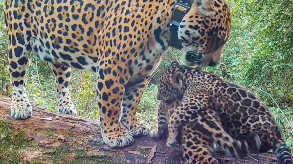 1010x567_yaguaretes-542981-141651