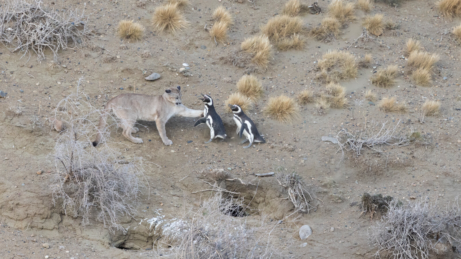 16HS-PUMAS-01-tjgk-videoSixteenByNineJumbo1600