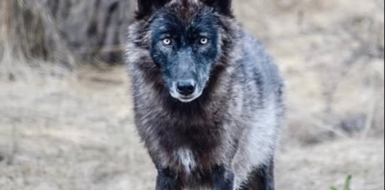 56na21iqW_1256x620__1