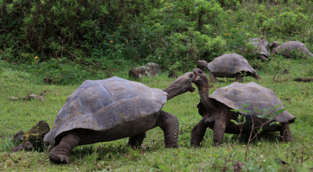 Ecuador libera 277 tortugas gigantes en Galápagos como parte de un ambicioso plan ecológico image 69947f6091907deb33014541