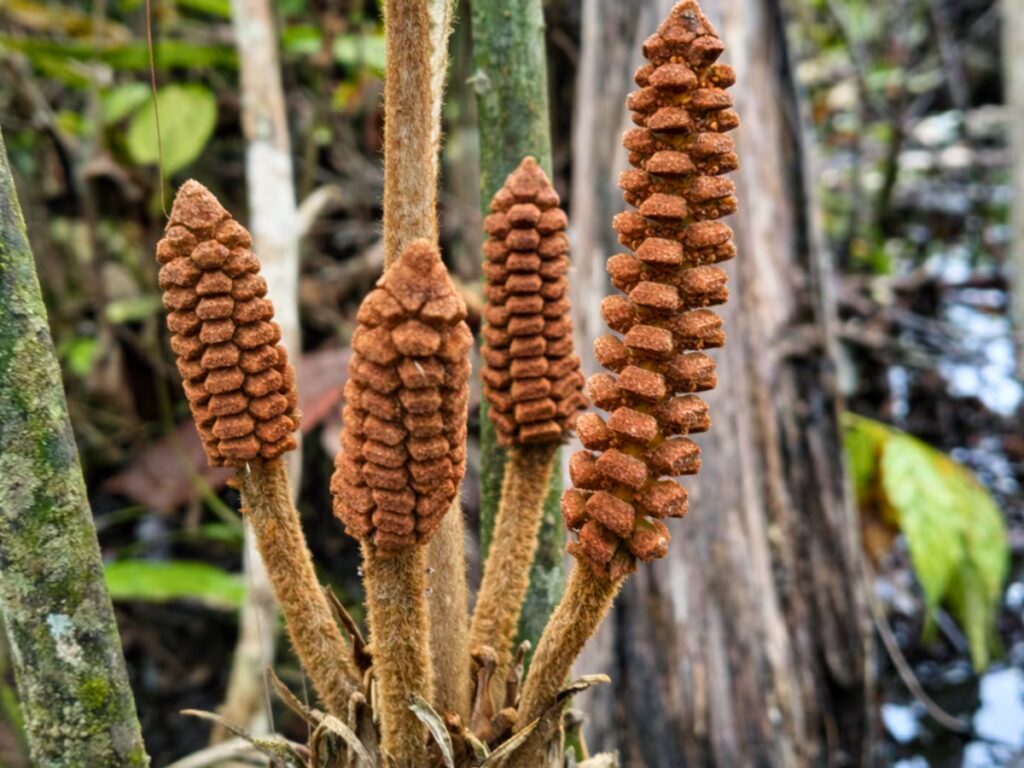 Hallan en la Amazonía peruana una planta “de la era de los dinosaurios” única en el mundo image 6VRBAI67SNGBVMDPCAFT7R46FE