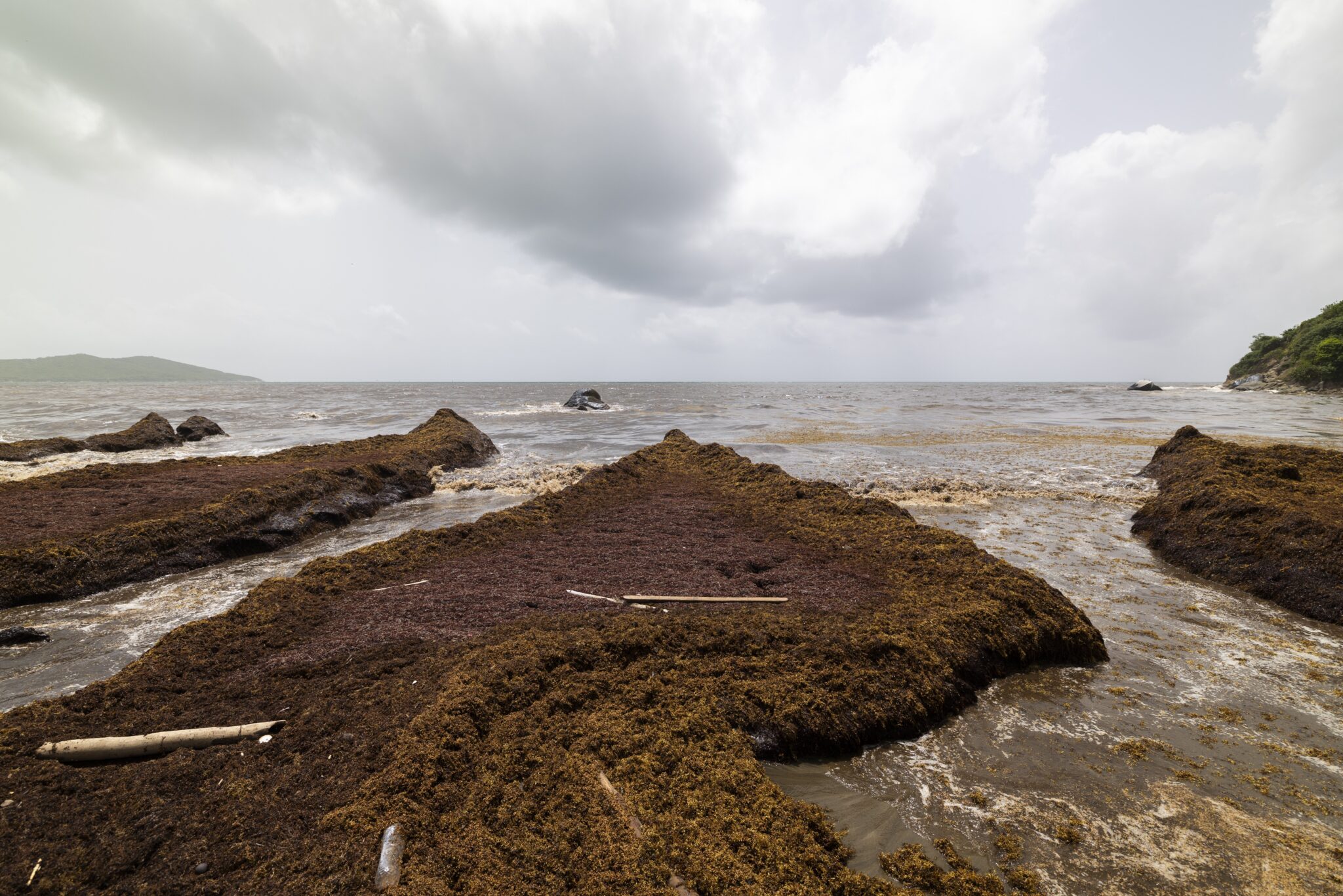Sargazo se acumula en la costa de playa Lucía, en Yabucoa, Puerto Rico, el lunes 2 de junio de 2025. (AP Foto/Alejandro Granadillo)