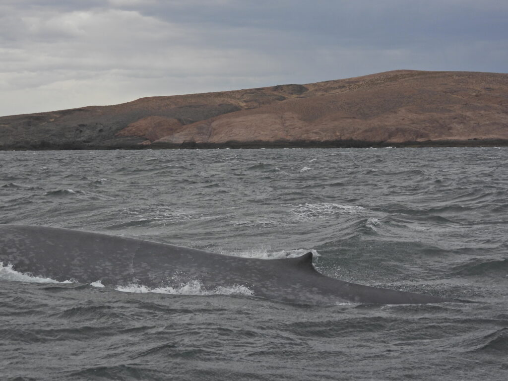 image Ballena Azul en Parque Patagoniia Azul PH Tomas Tamagno 2 1