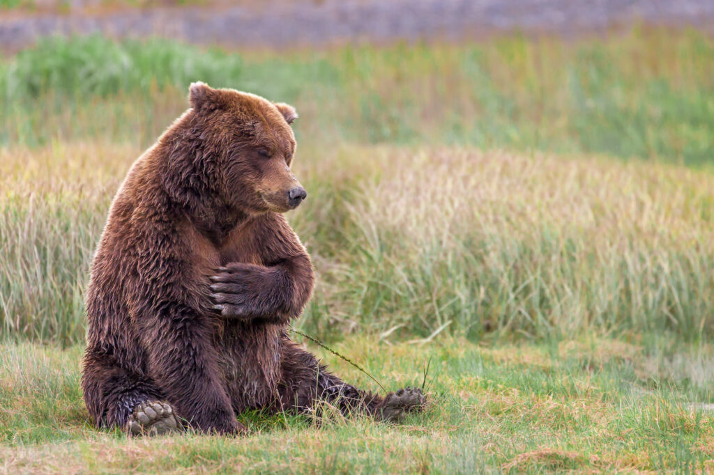 El gesto inesperado de los osos que fascina a quienes los observan en la naturaleza image Brown Grizzly Bear Alaska 7984 Edit