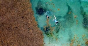 reforestar el amazonas Conoce cómo ser un comprador consciente y ayudar a reforestar el Amazonas image reforestar el amazonas D2M6HM4Q7FHZTEJEXGUUPNYTOA