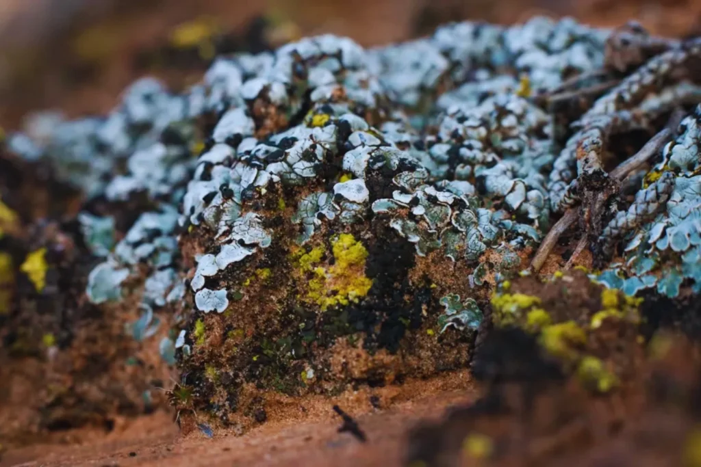 image Diseno sin titulo 14 6