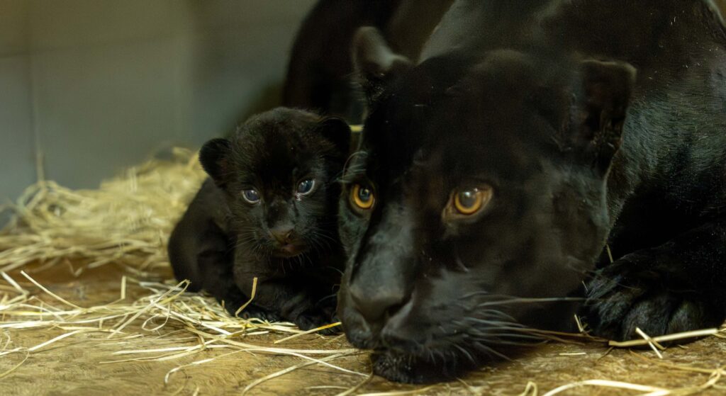Nace una cría de jaguar en Tenerife con una combinación genética “extraordinaria” image EuropaPress 7321458 loro parque tenerife celebra nacimiento nueva cria jaguar fruto union tito 1
