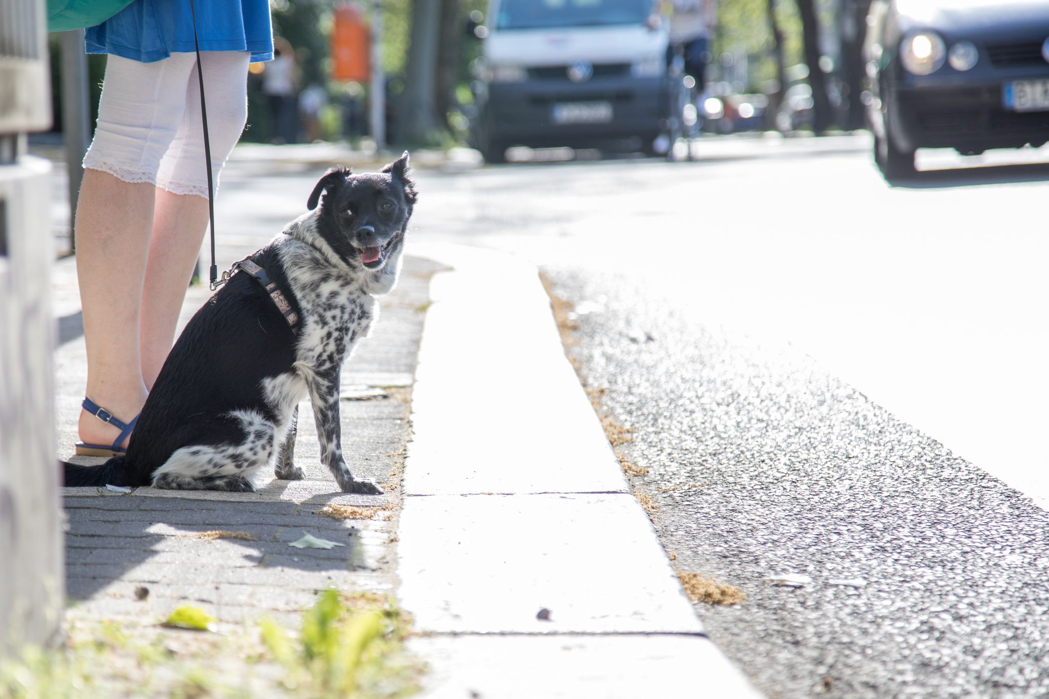 ARCHIVO - Las distracciones y las correas demasiado largas pueden convertirse en una combinación peligrosa a la hora de pasear al perro, especialmente en lugares concurridos. Foto: Christin Klose/dpa