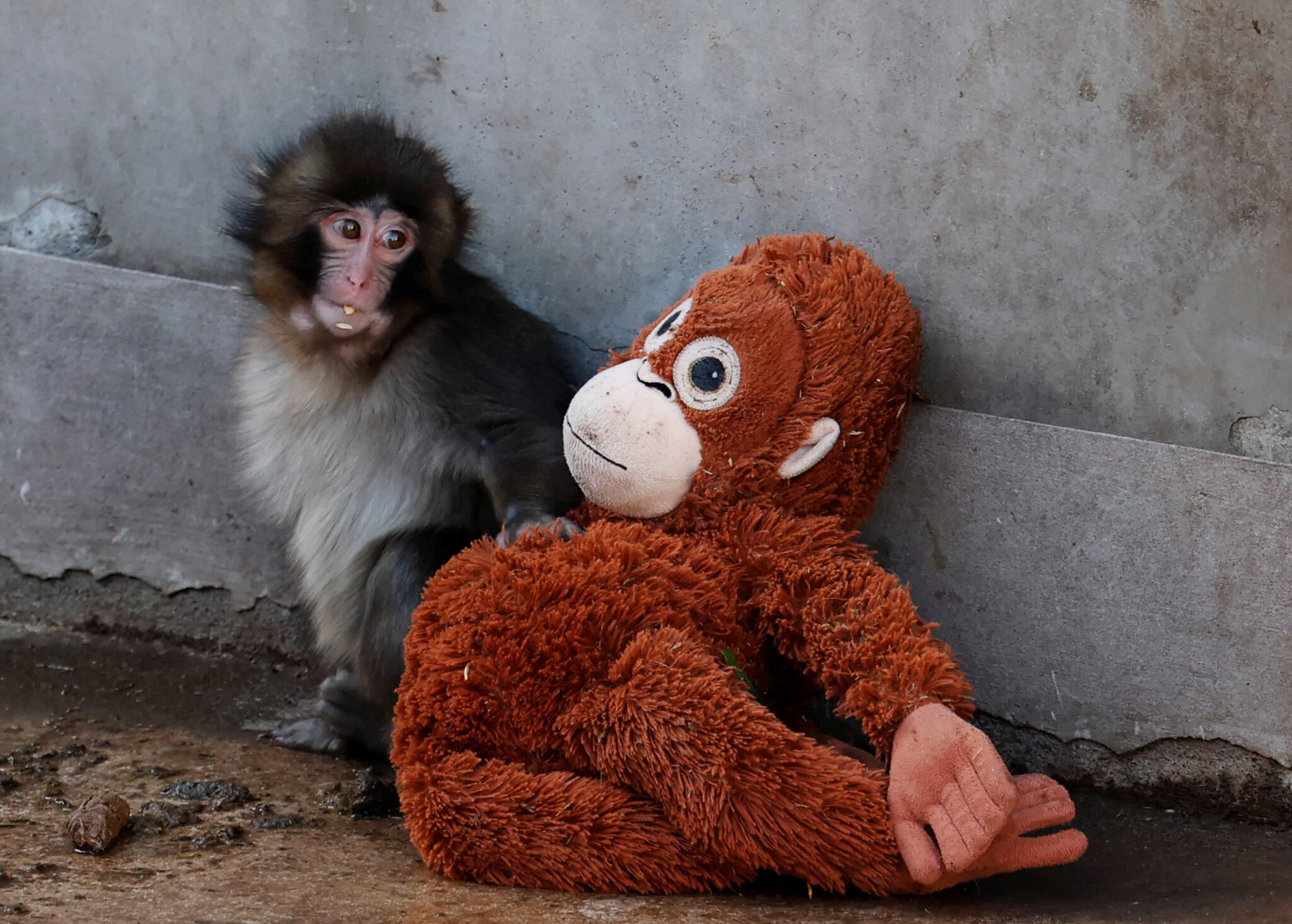 A baby Japanese macaque named Punch sits next to a stuffed orangutan at Ichikawa City Zoo, in Ichikawa, Chiba Prefecture, Japan, February 19, 2026. REUTERS/Kim Kyung-Hoon      TPX IMAGES OF THE DAY