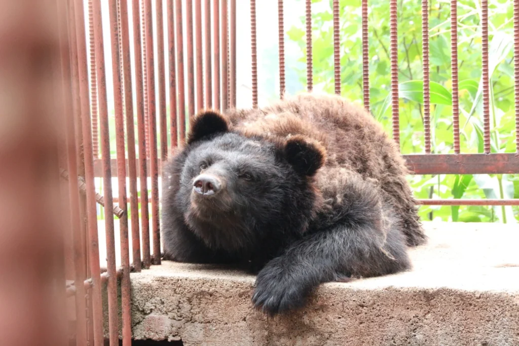 image bear bile south korea 1