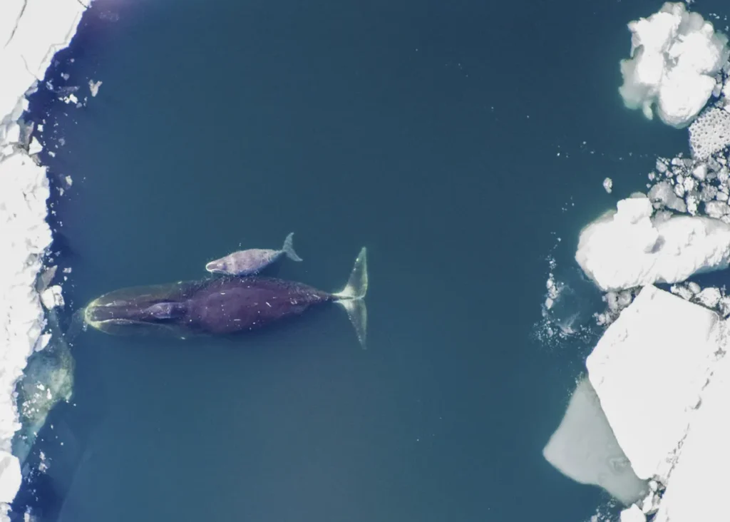 image bowhead whale l