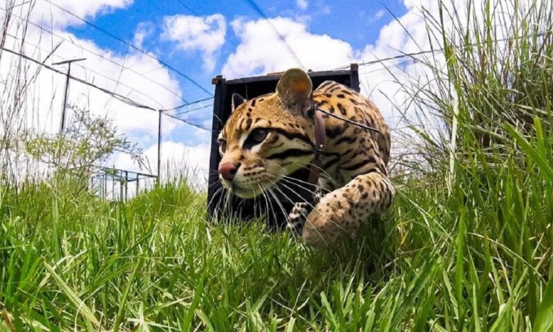 image felino 1000x600 1