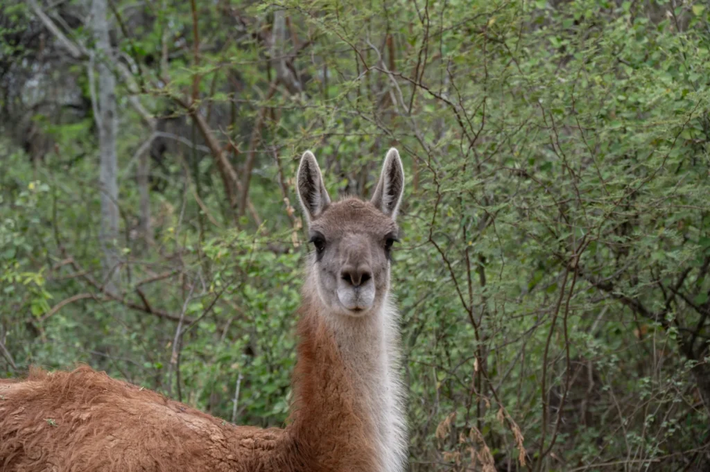 image guanaco 1