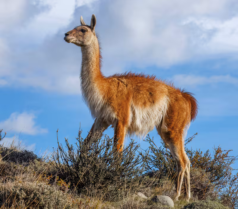 image guanaco YLLF5M6HWVFCHNHNO7QSMNUO5A