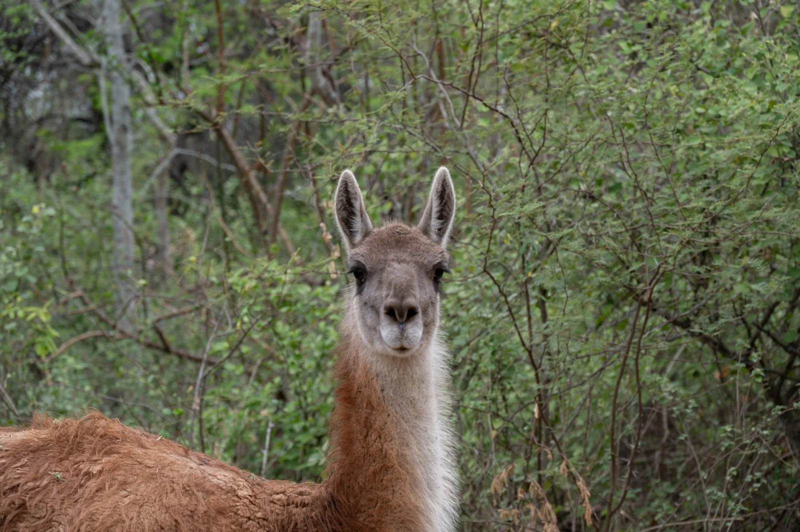 guanaco guanaco