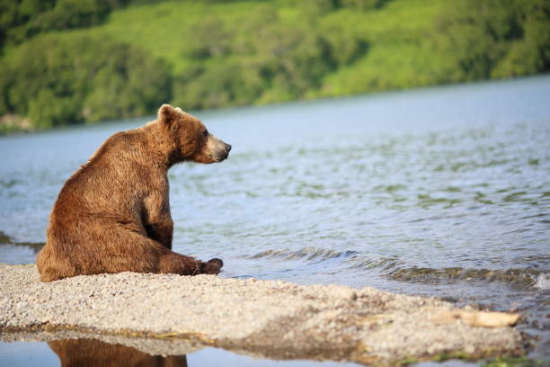 El gesto inesperado de los osos que fascina a quienes los observan en la naturaleza image istockphoto 1021647904 612x612 1