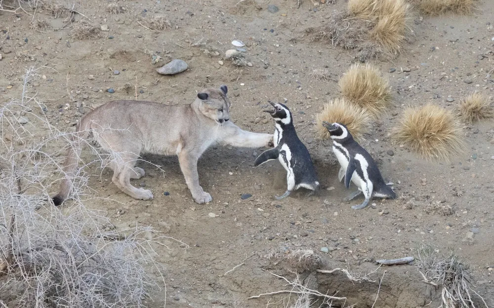 image la nueva lucha la patagonia pumas vs pinguinos 1 1