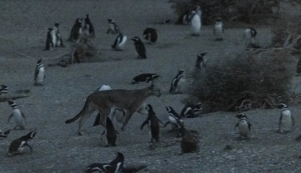 image la nueva lucha la patagonia pumas vs pinguinos
