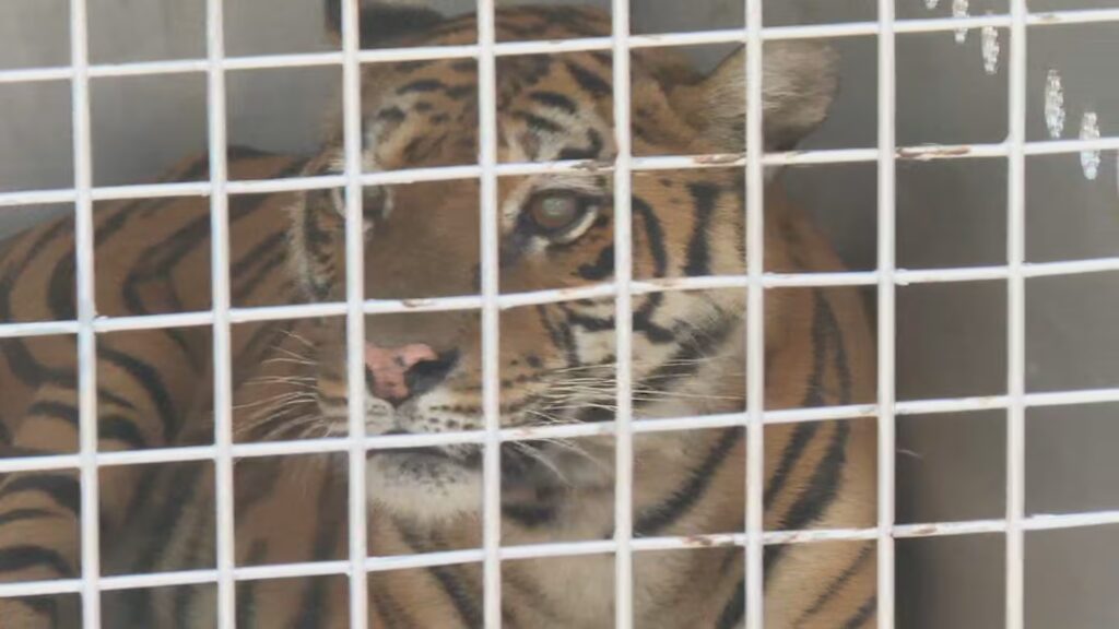 image la tigresa flora sera enviada a un predio en amsterdam foto tn OLMQ2O7DRVFLJICGCE5M2GHI6U