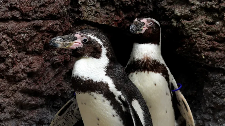 image pinguino de Humboldt 768x432 1