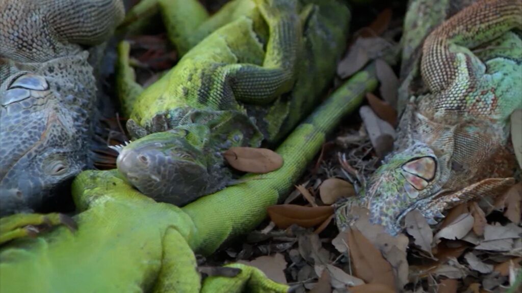 image renamethishorizontal 00 00 06 06 still001 1