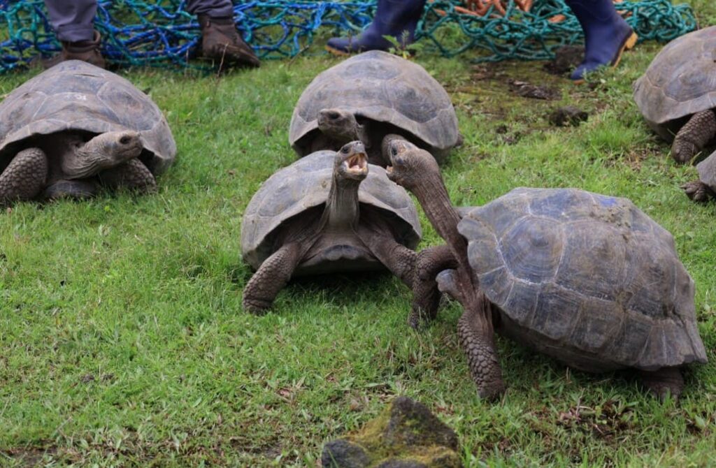 Ecuador libera 277 tortugas gigantes en Galápagos como parte de un ambicioso plan ecológico image tortus