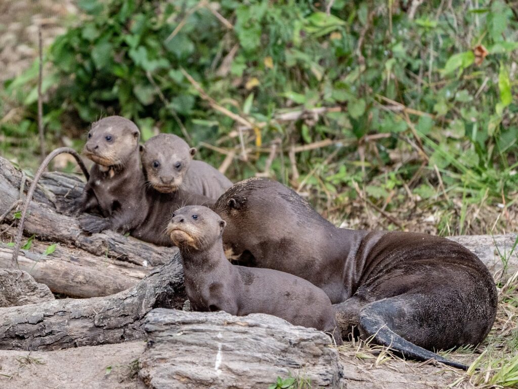 Milagro ambiental en Argentina: volvió la nutria gigante tras 40 años de ausencia image vmd7Qs5El 2000x1500 1
