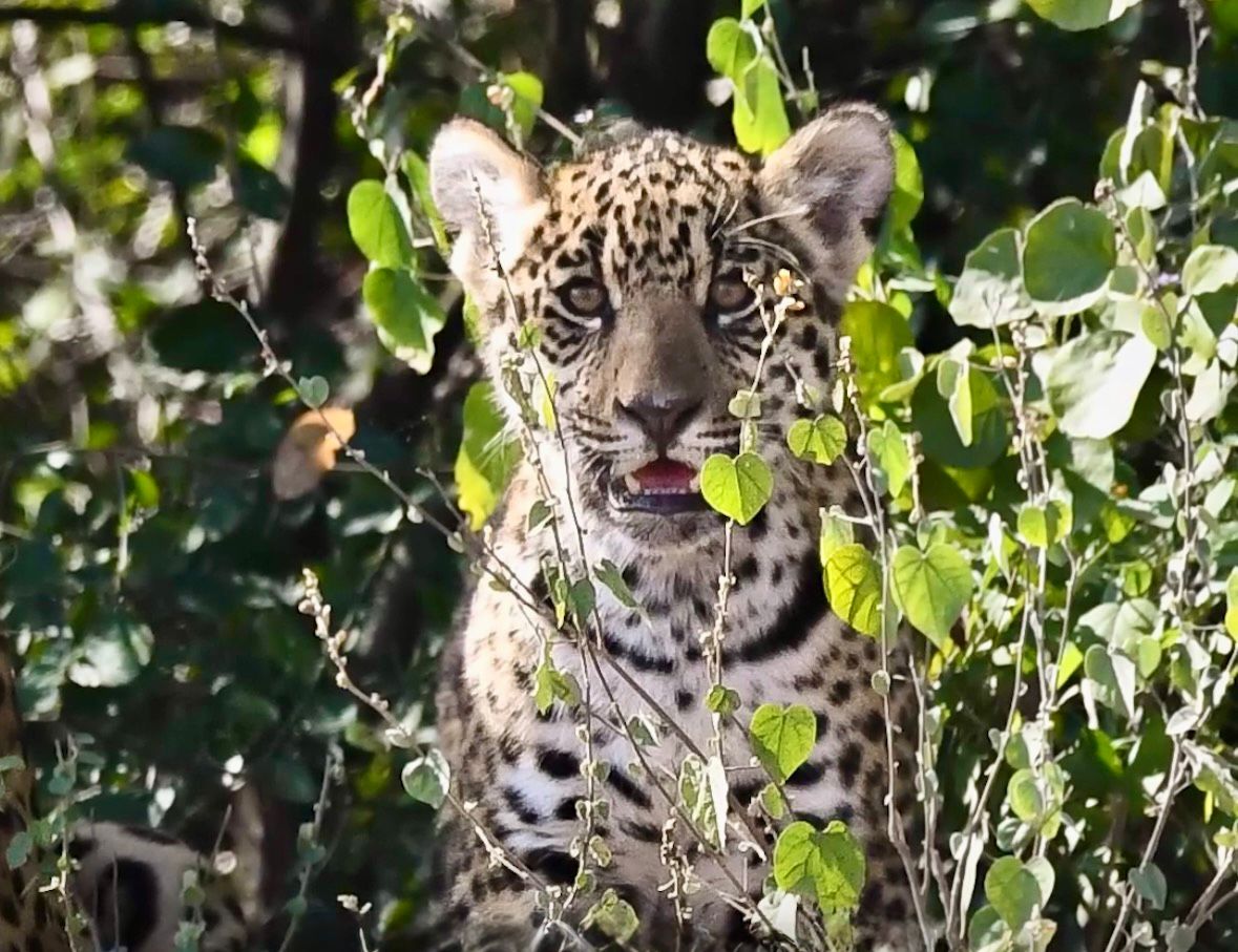 whatsapp-image-2026-02-05-at-09-14-28-69848a0ec0a9f406140696