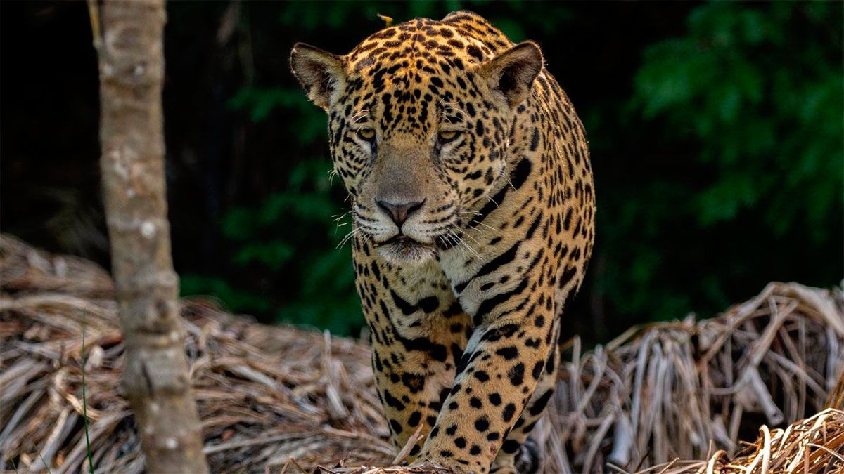 yaguarete-543950-055343