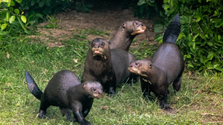 image 0303nutria 2195595