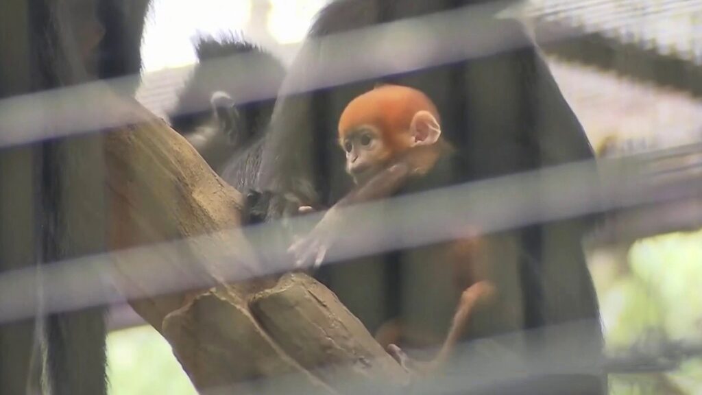 Nació en Oklahoma un raro mono naranja en peligro de extinción: “Es increíblemente especial” image 29955308073 1080pnbcstations 1