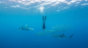 image reforestar el amazonas 2NLXCY4RRRENVANJFSQLM3ABRE