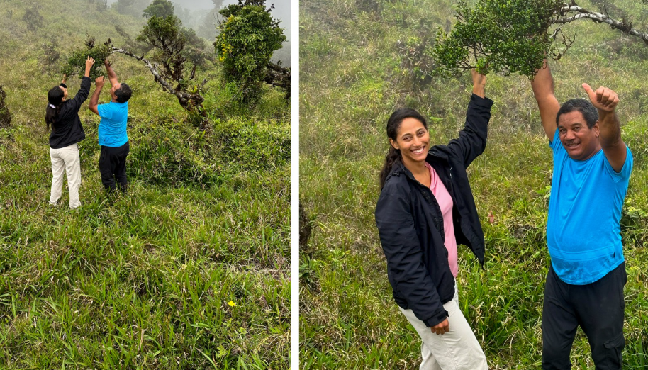 Descubrieron en Panamá un árbol único en el mundo y temen que desaparezca antes de poder estudiarlo por completo image 3KEA7HIZ2FACFDY4AYTMZDEGG4 1