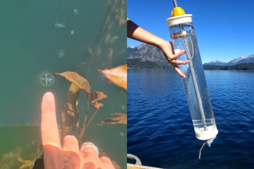 Detectan por primera vez medusas de agua dulce en el Parque Nacional Nahuel Huapi y sorprenden a científicos image BK4PDPD7XFAIXLEG3WV3BYV3GA 1